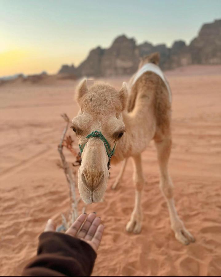 Wadi Rum Desert Camp Zewnętrze zdjęcie
