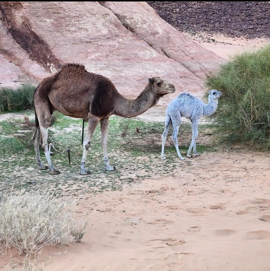 Wadi Rum Desert Camp Zewnętrze zdjęcie